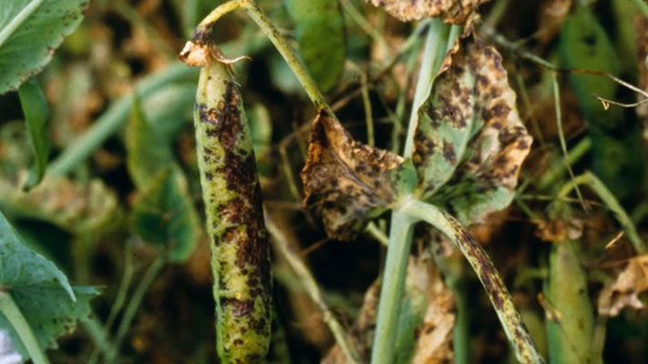 Commonly referred to as ascochyta blight, blackspot is one of the most serious diseases of field peas and is widespread in Victoria and South Australia.